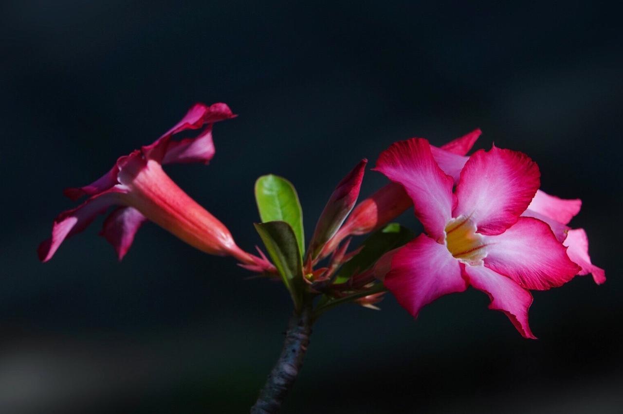 El Homestay Bali Nusa Dua  Exteriör bild