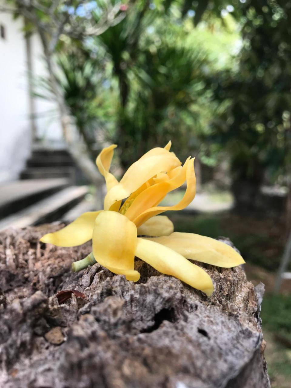 El Homestay Bali Nusa Dua  Exteriör bild